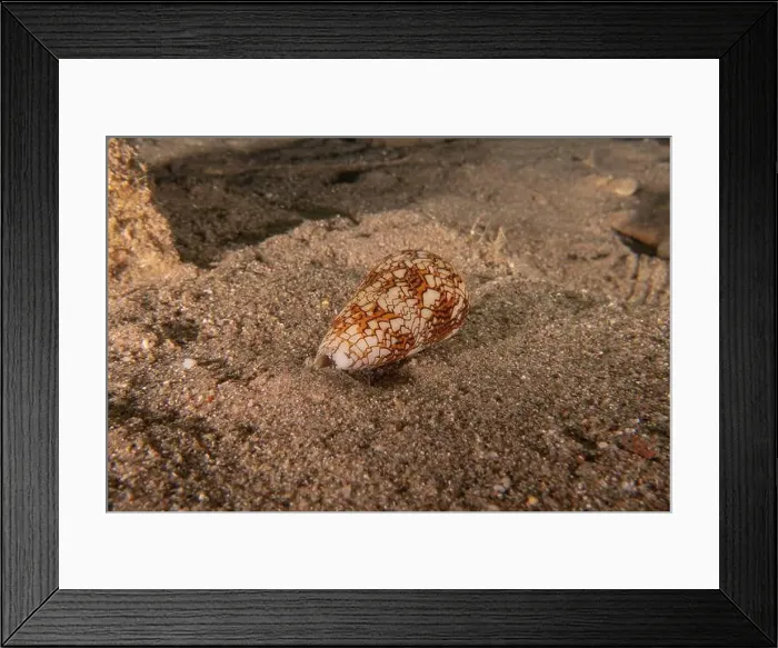 Framed Print : Conus Textile On the seabed in the Red Sea, Eilat Israel Framed Print : Conus Textile On the seabed in the Red Sea, Eilat Israel