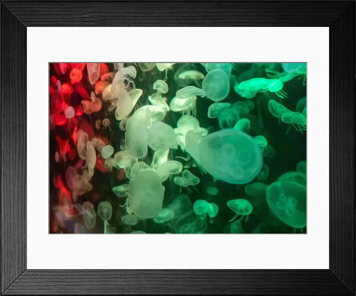 Framed Print : aquarium jellyfish in the tank Framed Print : aquarium jellyfish in the tank