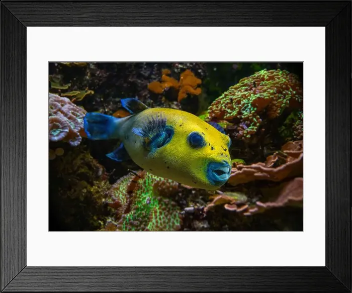 Framed Print : Yellow Blackspotted Puffer Or Dog-faced Puffer Fish Arothron Nigropunctatus Swimming In Water Framed Print : Yellow Blackspotted Puffer Or Dog-faced Puffer Fish Arothron Nigropunctatus Swimming In Water