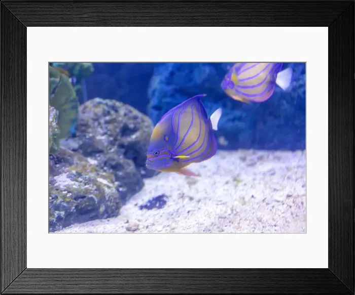 Framed Print : spotted wrasse fish in the tank Framed Print : spotted wrasse fish in the tank