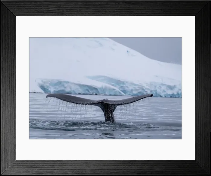 Framed Print : View of humpback whale tail in the Southern Ocean, Anrarctica Framed Print : View of humpback whale tail in the Southern Ocean, Anrarctica