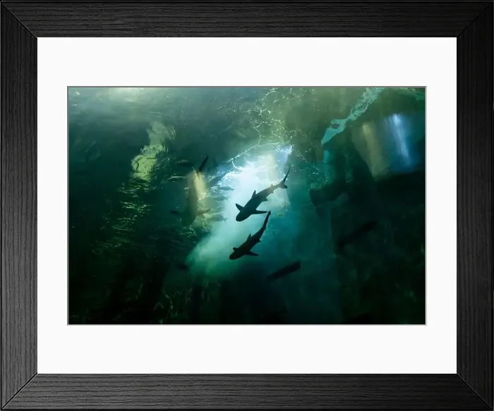 Framed Print : fish for big fish tank in the tank Framed Print : fish for big fish tank in the tank