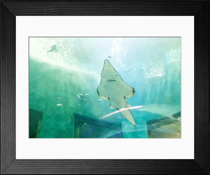 Framed Print : fish for big fish tank in the tank Framed Print : fish for big fish tank in the tank