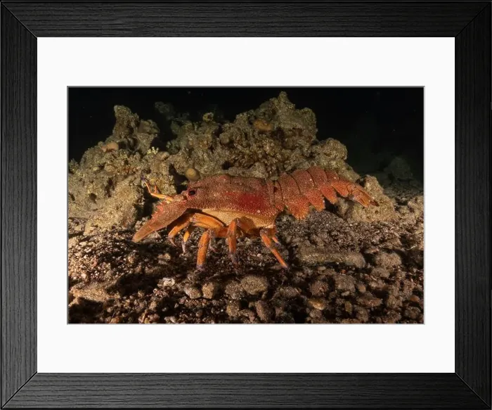 Framed Print : Lobster at the Red Sea Colorful and beautiful, Eilat Israel
