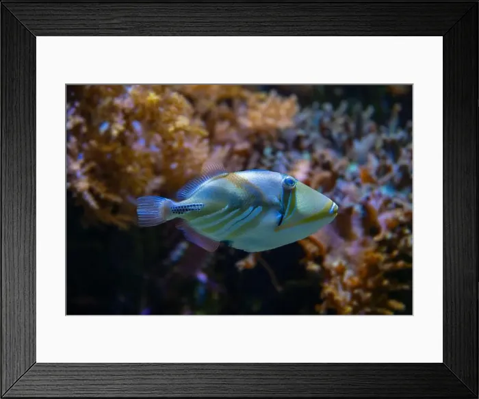 Framed Print : Picasso Triggerfish (Rhinecanthus assasi) Red Sea Framed Print : Picasso Triggerfish (Rhinecanthus assasi) Red Sea