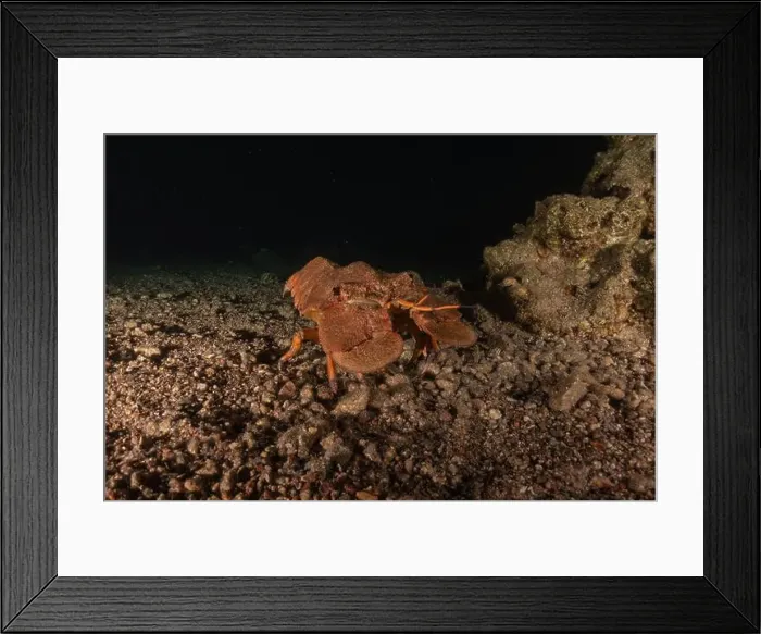 Framed Print : Lobster at the Red Sea Colorful and beautiful, Eilat Israel Framed Print : Lobster at the Red Sea Colorful and beautiful, Eilat Israel