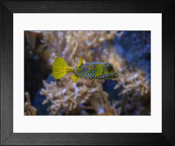 Framed Print : Yellow boxfish (Ostracion cubicum) is a species of boxfish found in reefs throughout the Pacific Ocean and Indian Ocean Framed Print : Yellow boxfish (Ostracion cubicum) is a species of boxfish found in reefs throughout the Pacific Ocean and Indian Ocean