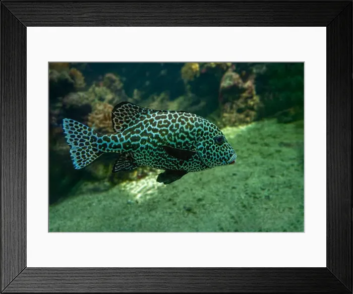 Framed Print : Harlequin sweetlips (Plectorhinchus chaetodonoides) is a marine fish native to tropical Indo-Pacific Ocean Framed Print : Harlequin sweetlips (Plectorhinchus chaetodonoides) is a marine fish native to tropical Indo-Pacific Ocean