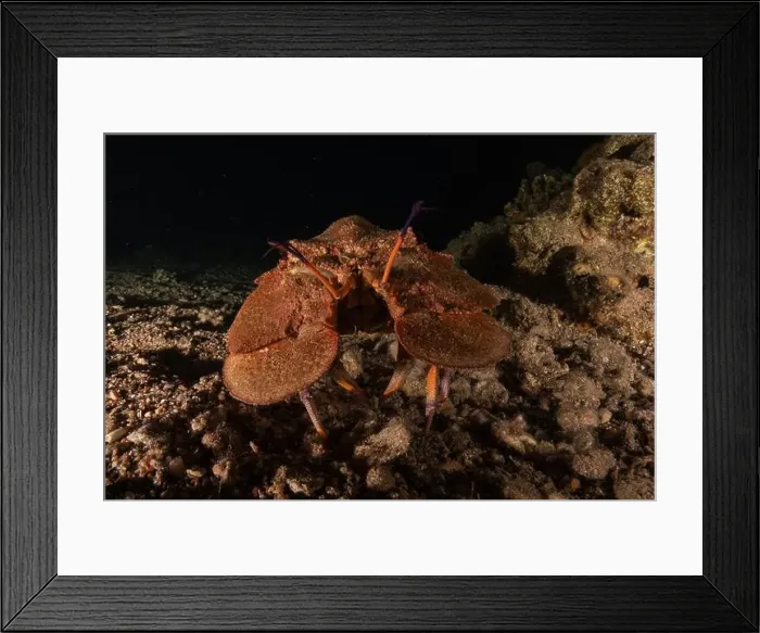 Framed Print : Lobster at the Red Sea Colorful and beautiful, Eilat Israel Framed Print : Lobster at the Red Sea Colorful and beautiful, Eilat Israel