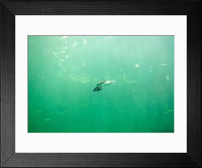 Framed Print : fish for big fish tank in the tank Framed Print : fish for big fish tank in the tank