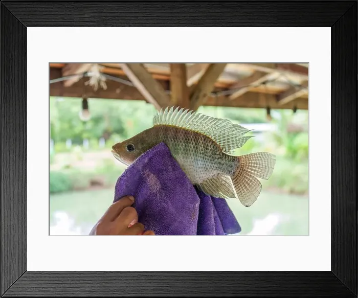 Framed Print : Angler hand holding Nile tilapia fish or Oreochromis nilotica fishing hooked in towel Framed Print : Angler hand holding Nile tilapia fish or Oreochromis nilotica fishing hooked in towel