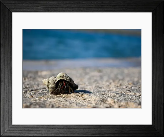 Framed Print : Hermit crab is carrying its shell across a bright beach Framed Print : Hermit crab is carrying its shell across a bright beach
