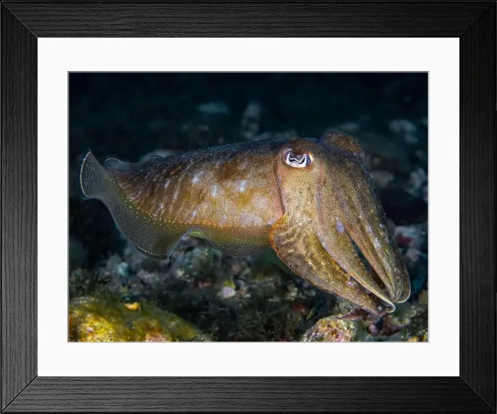 Framed Print : A cuttlefish underwater in the sea (Sepia officinalis) Framed Print : A cuttlefish underwater in the sea (Sepia officinalis)