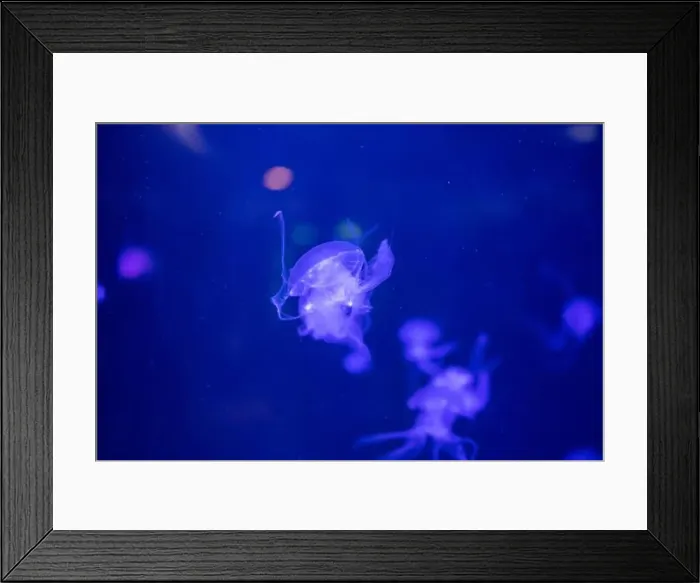 Framed Print : aquarium jellyfish in the tank Framed Print : aquarium jellyfish in the tank