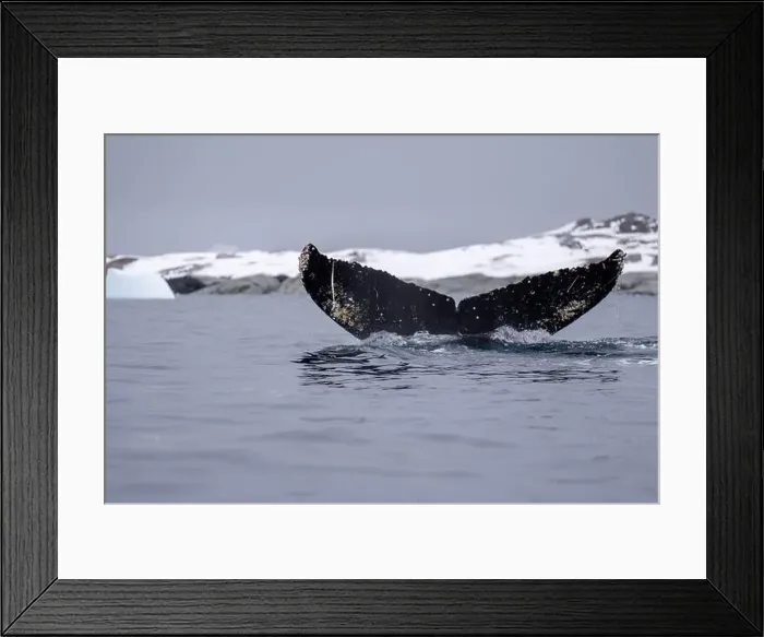 Framed Print : View of humpback whale tail in the Southern Ocean, Anrarctica Framed Print : View of humpback whale tail in the Southern Ocean, Anrarctica