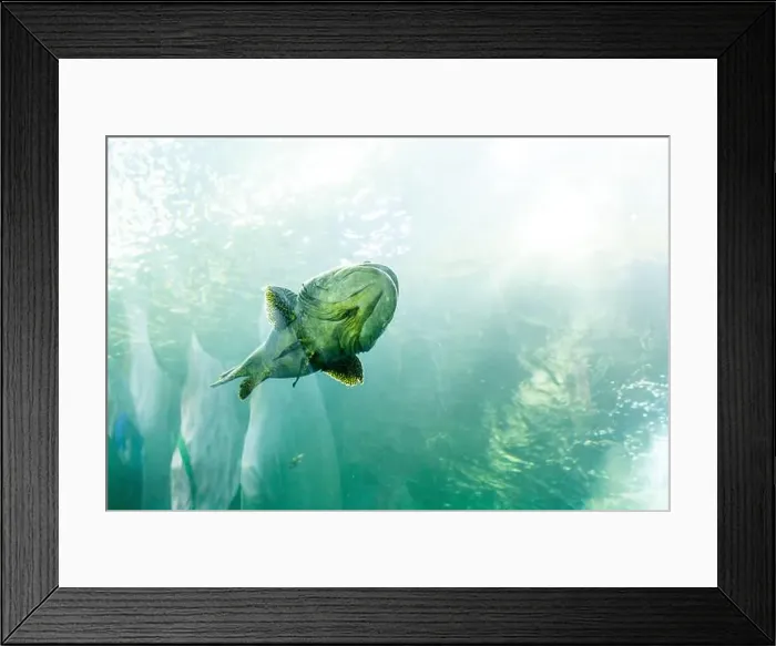 Framed Print : fish for big fish tank in the tank