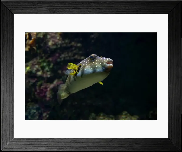 Framed Print : White-spotted puffer, Whitespotted blaasop or Stripedbelly blowfish (Arothron hispidus) Framed Print : White-spotted puffer, Whitespotted blaasop or Stripedbelly blowfish (Arothron hispidus)