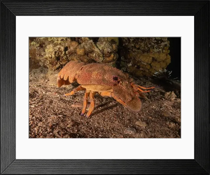 Framed Print : Lobster at the Red Sea Colorful and beautiful, Eilat Israel