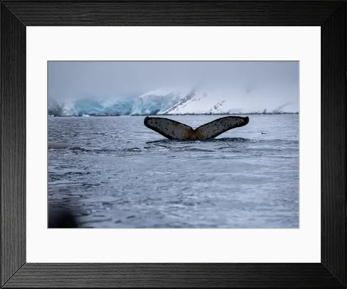 Framed Print : View of humpback whale tail in the Southern Ocean, Anrarctica Framed Print : View of humpback whale tail in the Southern Ocean, Anrarctica