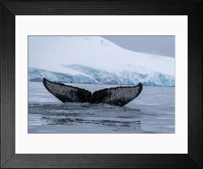 Framed Print : View of humpback whale tail in the Southern Ocean, Anrarctica Framed Print : View of humpback whale tail in the Southern Ocean, Anrarctica