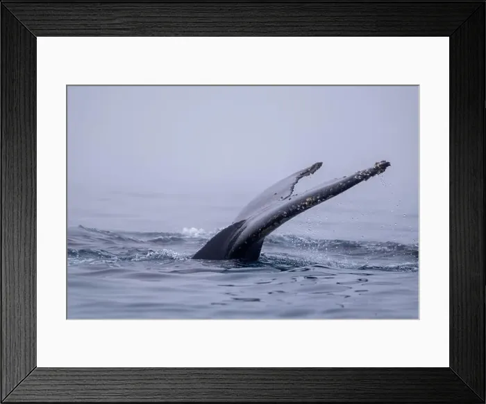 Framed Print : View of humpback whale tail in the Southern Ocean, Anrarctica Framed Print : View of humpback whale tail in the Southern Ocean, Anrarctica
