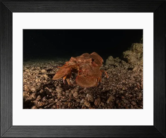 Framed Print : Lobster at the Red Sea Colorful and beautiful, Eilat Israel
