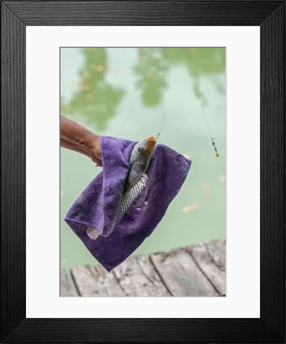 Framed Print : Angler hand holding Nile tilapia fish or Oreochromis nilotica fishing hooked in towel Framed Print : Angler hand holding Nile tilapia fish or Oreochromis nilotica fishing hooked in towel