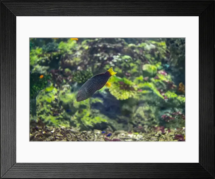 Framed Print : spotted wrasse fish in the tank Framed Print : spotted wrasse fish in the tank