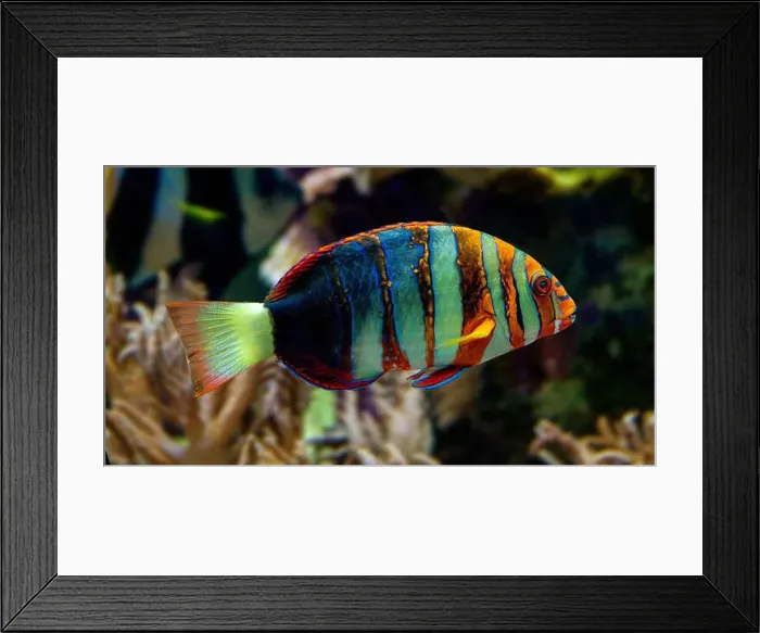 Framed Print : Harlequin tuskfish (Lienardella fasciata or Choedoron fasciatus) is a marine fish native to western Pacific Ocean Framed Print : Harlequin tuskfish (Lienardella fasciata or Choedoron fasciatus) is a marine fish native to western Pacific Ocean