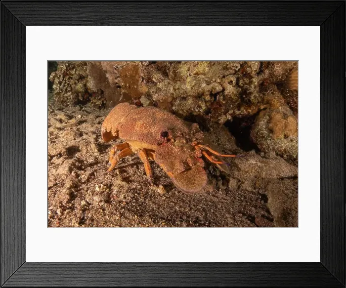 Framed Print : Lobster at the Red Sea Colorful and beautiful, Eilat Israel
