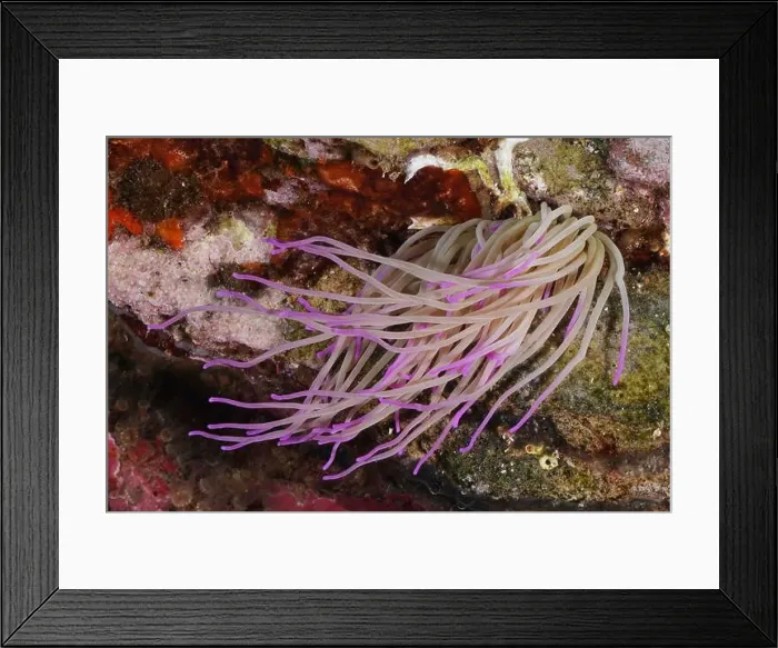 Framed Print : Opelet anemone (Anemonia sulcata) with pink tentacles spreading out on a submerged rock Framed Print : Opelet anemone (Anemonia sulcata) with pink tentacles spreading out on a submerged rock