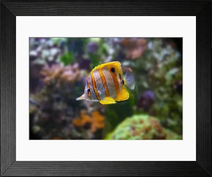 Framed Print : The copperband butterflyfish (Chelmon rostratus)