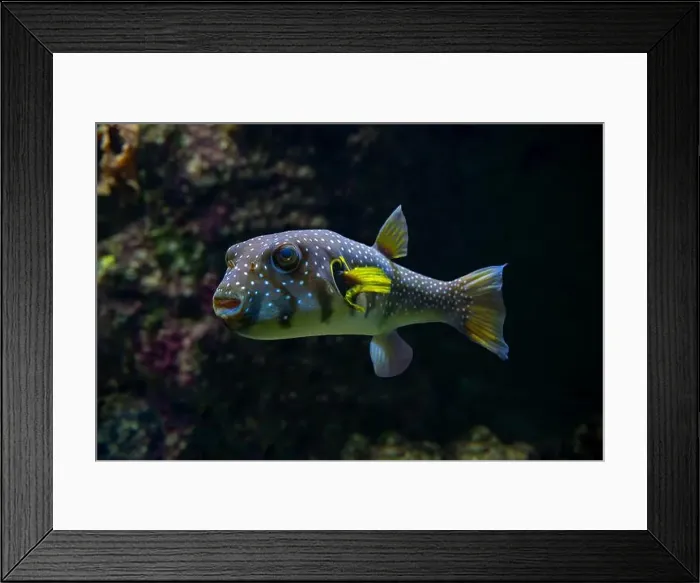 Framed Print : White-spotted puffer, Whitespotted blaasop or Stripedbelly blowfish (Arothron hispidus) Framed Print : White-spotted puffer, Whitespotted blaasop or Stripedbelly blowfish (Arothron hispidus)
