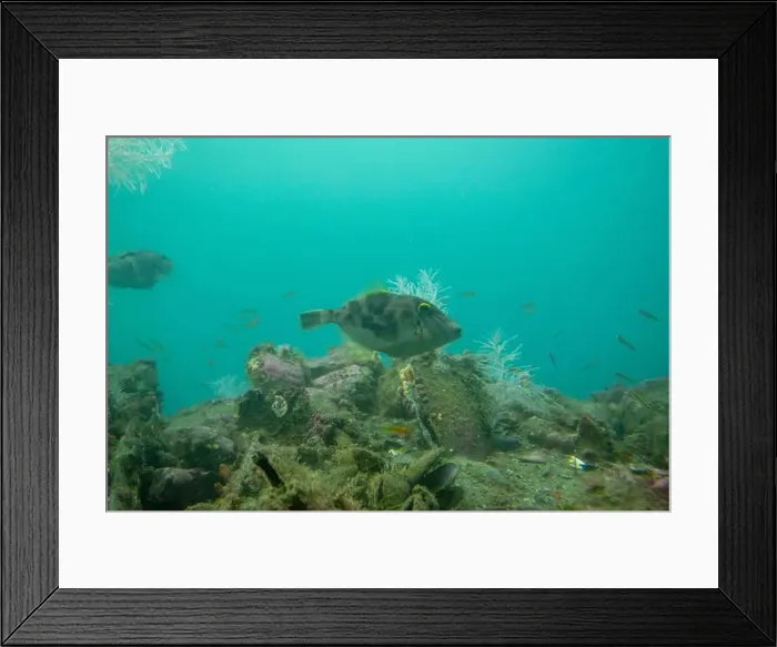 Framed Print : Female Leatherjacket Fish - New Zealand Framed Print : Female Leatherjacket Fish - New Zealand