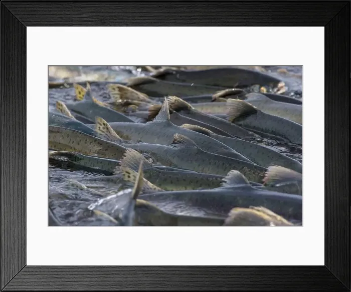 Framed Print : Salmon spawning Framed Print : Salmon spawning