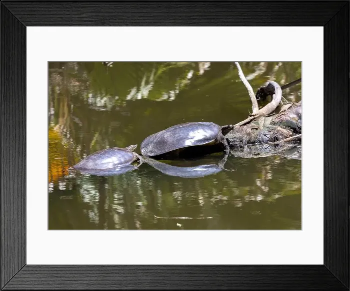 Framed Print : Pair of spiny softshell turtles sunning on a log Framed Print : Pair of spiny softshell turtles sunning on a log