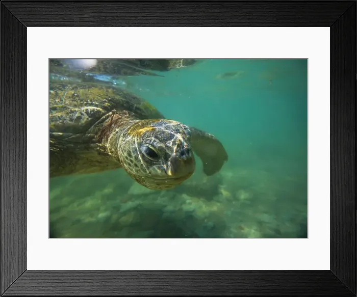 Framed Print : Turtle