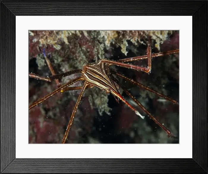 Framed Print : A striped arrow crab (Stenorhynchus lanceolatus) moves across an algae-covered seabed Framed Print : A striped arrow crab (Stenorhynchus lanceolatus) moves across an algae-covered seabed