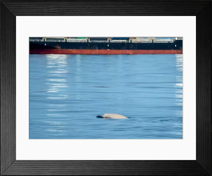 Framed Print : Ziphius cuvier beaked whale in mediterranean ligurian sea close up in front of genoa town italy near a container big