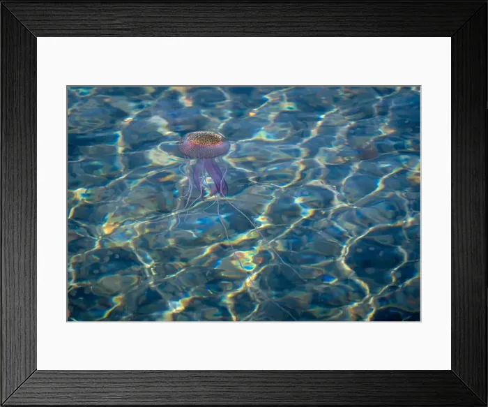 Framed Print : Adult jellyfish with offspring, Mediterranean sea, Lipari, Italy Framed Print : Adult jellyfish with offspring, Mediterranean sea, Lipari, Italy