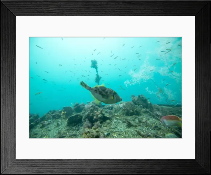 Framed Print : Female Leatherjacket Fish - New Zealand Framed Print : Female Leatherjacket Fish - New Zealand