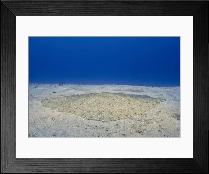 Framed Print : Butterfly ray (Gymnura altavela) lies on the sandy seabed Framed Print : Butterfly ray (Gymnura altavela) lies on the sandy seabed