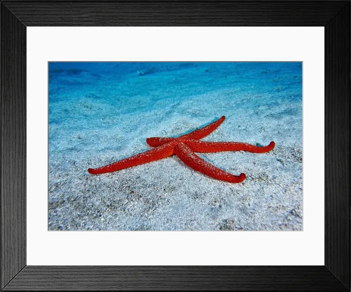 Framed Print : A mediterranean red sea star (Echinaster sepositus) spreads out on the sandy substrate