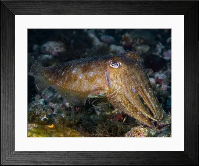 Framed Print : A cuttlefish underwater in the sea (Sepia officinalis) Framed Print : A cuttlefish underwater in the sea (Sepia officinalis)