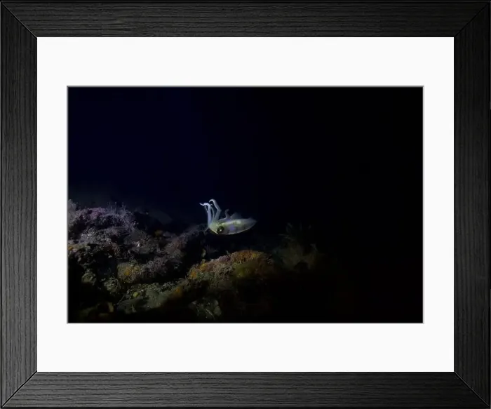 Framed Print : Squid swimming at night looking for prey Framed Print : Squid swimming at night looking for prey