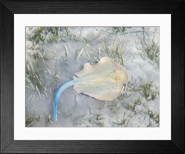 Framed Print : Taeniura lymma in the Red Sea in Egypt