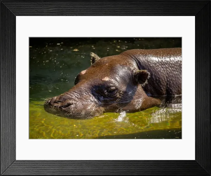 Framed Print : a pygmy hippo swimming in the water small african animal Framed Print : a pygmy hippo swimming in the water small african animal