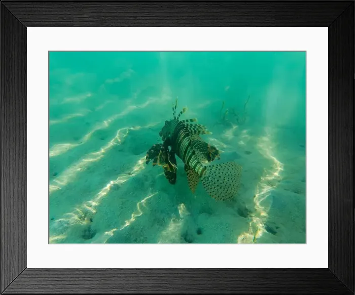 Framed Print : coral reef with Pteroinae Fish in the sea, egypt Framed Print : coral reef with Pteroinae Fish in the sea, egypt