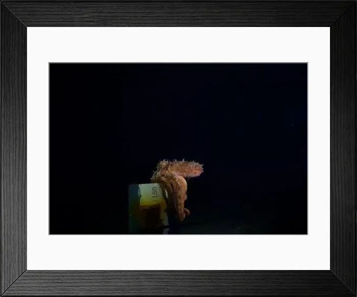 Framed Print : Pale Octopus at Night time at Mornington Pier outer reef Framed Print : Pale Octopus at Night time at Mornington Pier outer reef