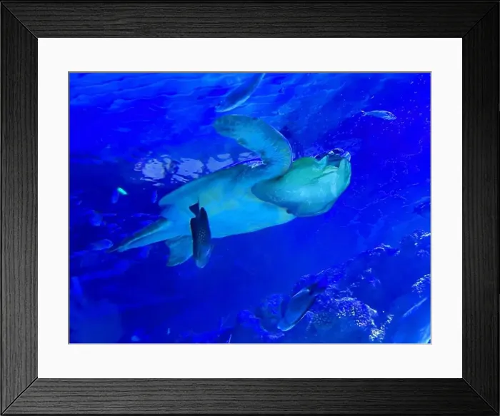 Framed Print : Turtle with plastic bag swimming in sea. Environmental pollution Framed Print : Turtle with plastic bag swimming in sea. Environmental pollution